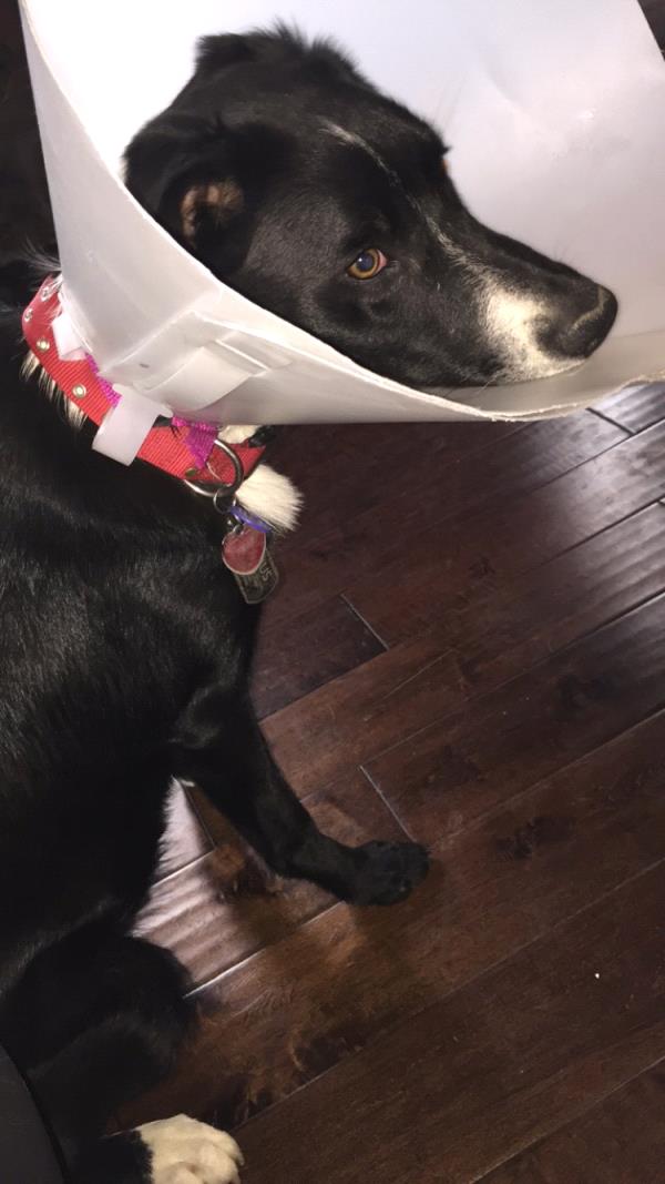 /Images/uploads/Humane Society of Utah/HSU2018/entries/3868thumb.jpg